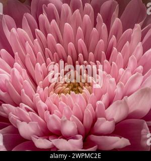 Primo piano dei petali centrali di un fiore di crisantemo rosa Foto Stock