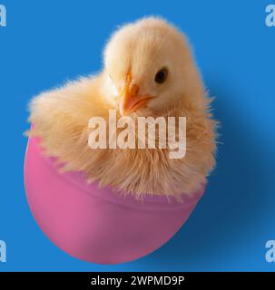 Pulcino di pollo Orpington brillante proveniente da un guscio di uova di Pasqua giocattolo rosa con ombra dietro su sfondo blu. Foto Stock