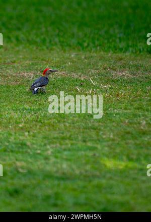 Il picchio di oliva dorata (Colaptes rubiginosus) si forgia nelle lussureggianti foreste del Centro e Sud America, con il suo vivace piumaggio che cattura la luce del sole. Foto Stock