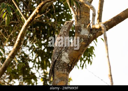 Grande Pottoo con mimetismo perfetto arroccato su un tronco di albero nel Pantanal in Brasile Foto Stock