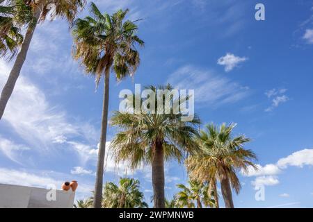 Palme alte la palma del fan messicano (Washingtonia robusta), sullo sfondo del cielo blu, concetto per destinazioni tropicali Foto Stock