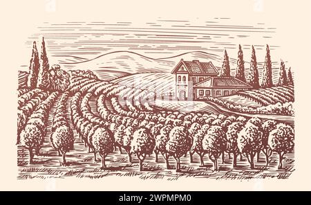 Paesaggio dei vigneti. Winery, bozzetto di viticoltura. Illustrazione vettoriale vintage disegnata a mano Illustrazione Vettoriale