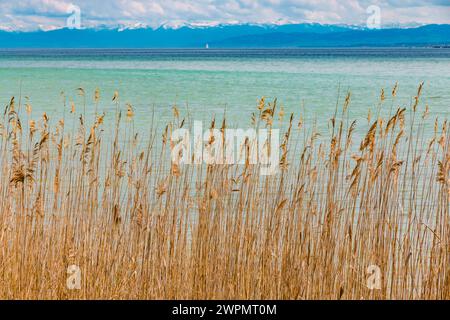 Splendida vista panoramica delle canne secche sulla riva del famoso lago di Costanza (Bodensee) in Germania con le Alpi sullo sfondo. Foto Stock