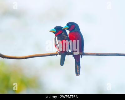 Black and Red Broadbill pair Cymbirhynchus macrorhynchos Cat Tien National Park, Vietnam BI039670 Foto Stock