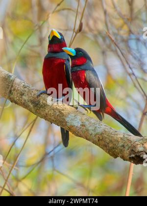 Black and Red Broadbill pair Cymbirhynchus macrorhynchos Cat Tien National Park, Vietnam BI039671 Foto Stock