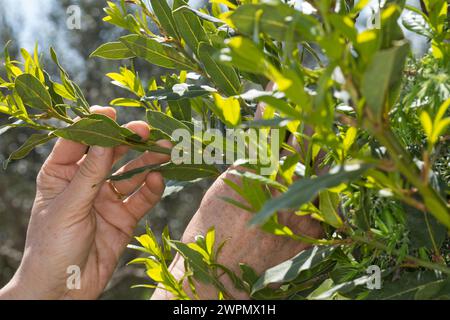 Lorbeerblätter-Ernte, Lorbeerbaum, Lorbeer-Baum, Echter Lorbeer, Edel-Lorbeer, Edler Lorbeer, Gewürzlorbeer, Lorbeerblatt, Lorbeerblätter, Lorbeer-Blä Foto Stock