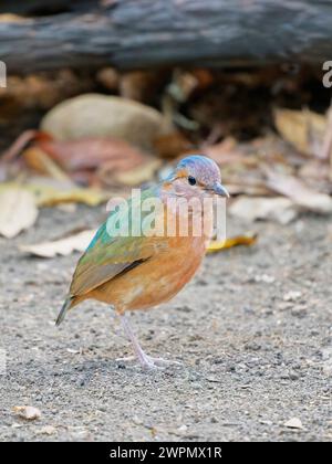 Blue Rumped Pitta Hydrornis soror Cat Tien National Park, Vietnam BI039909 Foto Stock