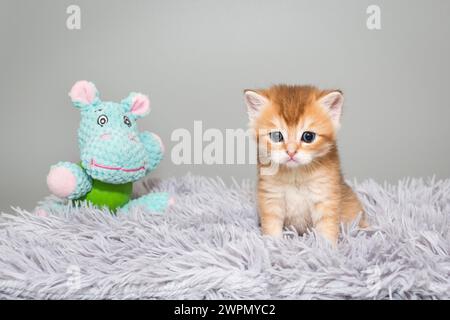 Gattino scozzese con occhi blu, rosso a righe, età 1 mese, si erge su un tappeto grigio. Foto su sfondo grigio Foto Stock