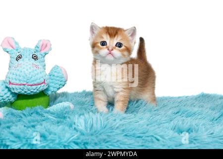 Gattino scozzese con occhi blu, rosso a righe, età 1 mese, si erge su un tappeto blu. Isolato su sfondo bianco. Foto Stock