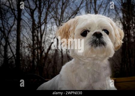 Carino cane Shih Tzu maschio Foto Stock