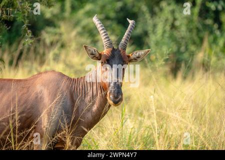 Antilope marrone chiamato topi sulla savana nel Queen Elizabeth Park, in Uganda Foto Stock