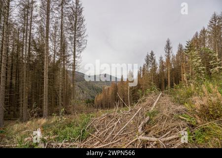 Germania, bassa Sassonia, distretto di Goslar, abeti morti nella valle dell'Oker Foto Stock