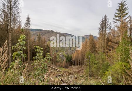 Germania, bassa Sassonia, distretto di Goslar, abeti morti nella valle dell'Oker Foto Stock