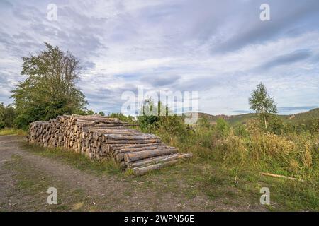 Deforestazione Foto Stock