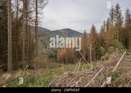 Germania, bassa Sassonia, distretto di Goslar, abeti morti nella valle dell'Oker Foto Stock