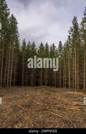 Germania, Sassonia-Anhalt, distretto di Harz, monocultura di abete rosso morente nel Parco naturale di Harz Foto Stock