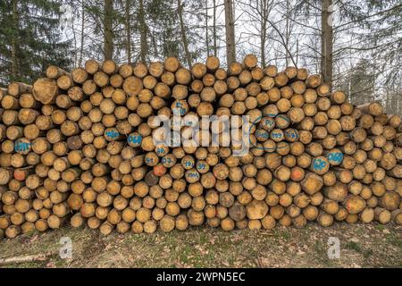 Germania, Sassonia-Anhalt, distretto di Harz, ha accumulato tronchi d'albero (Polter) nel Parco naturale di Harz Foto Stock