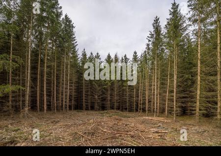 Germania, Sassonia-Anhalt, distretto di Harz, monocultura di abete rosso morente nel Parco naturale di Harz Foto Stock