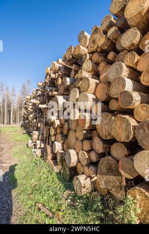 Germania, Sassonia-Anhalt, distretto di Harz, ha accumulato tronchi d'albero (Polter) nel Parco Nazionale di Harz Foto Stock