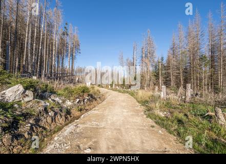 Germania, Sassonia-Anhalt, distretto di Harz, abeti morti nel Parco Nazionale di Harz Foto Stock