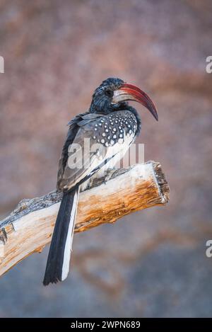 Magnifico Hornbill con fattura rossa seduto in una filiale allo Spitzkoppe in Namibia, Africa Foto Stock