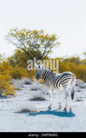 Zebra solitaria al sole di mezzogiorno di fronte ai cespugli nel paesaggio steppico del Parco Nazionale di Etosha in Namibia, Africa Foto Stock