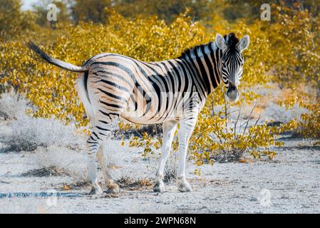 Zebra solitaria al sole di mezzogiorno di fronte ai cespugli nel paesaggio steppico del Parco Nazionale di Etosha in Namibia, Africa Foto Stock
