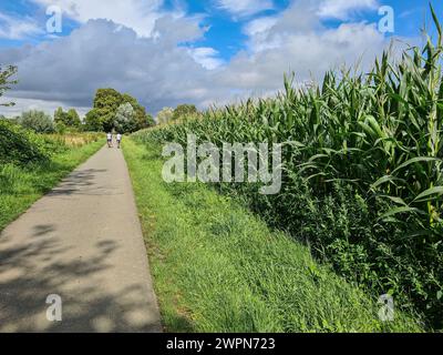 Due ciclisti viaggiano fianco a fianco su una pista ciclabile lungo campi di grano e alberi in un'area ricreativa della Renania settentrionale-Vestfalia, Germania Foto Stock