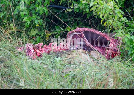 Carcassa fresca vicino alla leonessa e ai cuccioli visti durante il safari nel Queen Elizabeth Park, Uganda Foto Stock