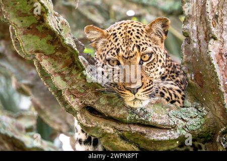 Leopardo in un albero di Candelabra in Uganda, primo piano Foto Stock