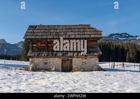Pokljuka è un altopiano alpino nel nord-ovest della Slovenia. Si trova nel Parco Nazionale del Triglav nelle Alpi Giulie a circa 1300 m sul livello del mare. Foto Stock