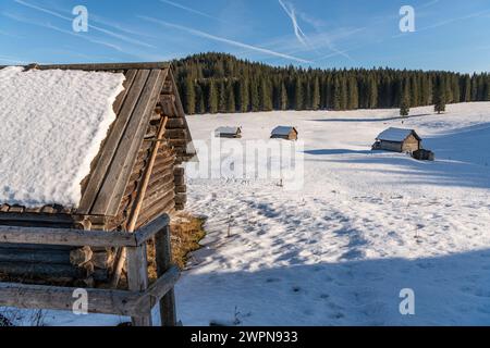 Pokljuka è un altopiano alpino nel nord-ovest della Slovenia. Si trova nel Parco Nazionale del Triglav nelle Alpi Giulie a circa 1300 m sul livello del mare. Foto Stock
