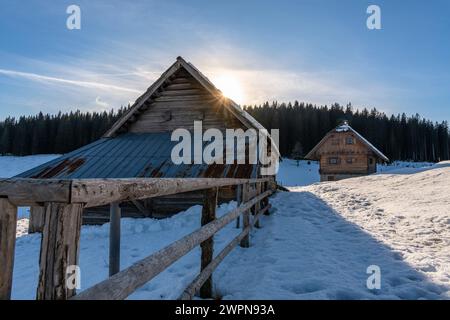 Pokljuka è un altopiano alpino nel nord-ovest della Slovenia. Si trova nel Parco Nazionale del Triglav nelle Alpi Giulie a circa 1300 m sul livello del mare. Foto Stock