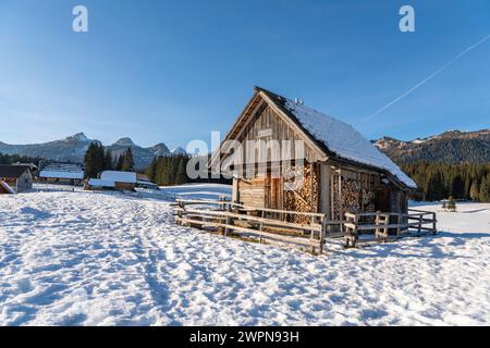 Pokljuka è un altopiano alpino nel nord-ovest della Slovenia. Si trova nel Parco Nazionale del Triglav nelle Alpi Giulie a circa 1300 m sul livello del mare. Foto Stock