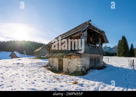 Pokljuka è un altopiano alpino nel nord-ovest della Slovenia. Si trova nel Parco Nazionale del Triglav nelle Alpi Giulie a circa 1300 m sul livello del mare. Foto Stock