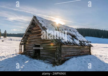 Pokljuka è un altopiano alpino nel nord-ovest della Slovenia. Si trova nel Parco Nazionale del Triglav nelle Alpi Giulie a circa 1300 m sul livello del mare. Foto Stock