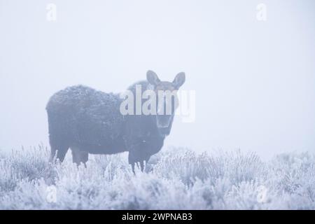 Un alce di toro in piedi in un pennello ricoperto di ghiaccio in una nebbiosa mattinata d'inverno. Grand Teton National Park, Wyoming Foto Stock