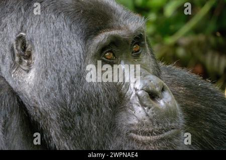 Gorilla di montagna Silverback nella Foresta impenetrabile di Bwindi da vicino Foto Stock