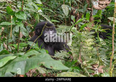 Giovane gorilla di montagna nella Foresta impenetrabile di Bwindi Foto Stock