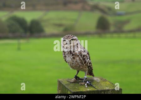 Burrowing Owl, Athene cunicularia, fotografata alla SMJ Falconry. Oxenhope. REGNO UNITO Foto Stock