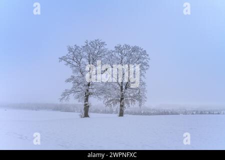 Germania, Baviera, Pfaffenwinkel, Penzberg, distretto di Sankt Johannisrain, paesaggio invernale con querce nella nebbia Foto Stock