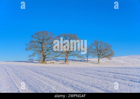 Germania, Baviera, Terra di Tölzer, Münsing, paesaggio invernale vicino ad Attenkam Foto Stock
