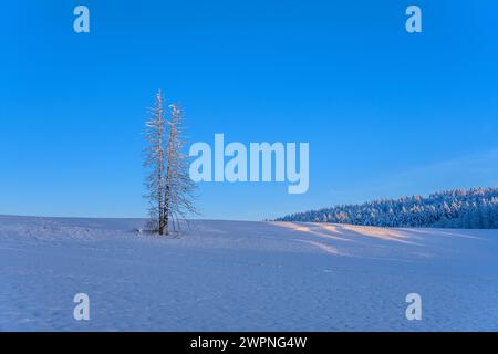 Germania, Baviera, Tölzer Land, Egling, distretto di Harmating, paesaggio invernale Foto Stock