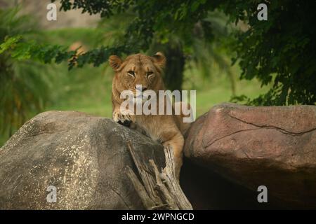 una leonessa che riposa su una roccia Foto Stock