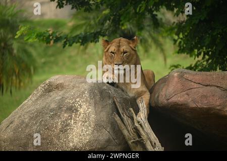 una leonessa che riposa su una roccia Foto Stock