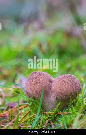 Bottiglia di russola, Lycoperdon perlatum Foto Stock