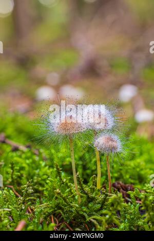 Elminti, Mycena nel muschio con lo stampo di elminto comune, Spinellus fusiger Foto Stock