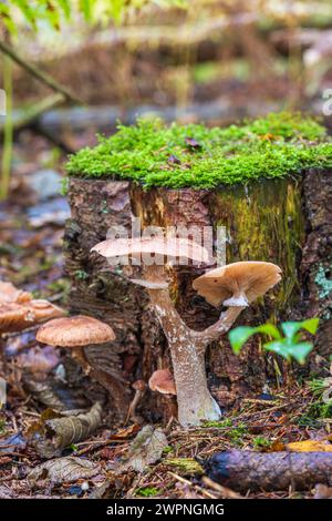 Gruppo di funghi al miele/hallimash, primo piano Foto Stock