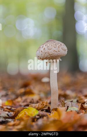 Ombrello, fungo gigante, procera di Macrolepiota Foto Stock