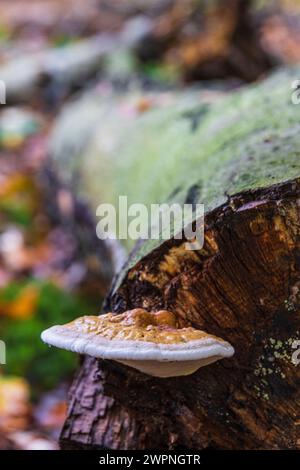 Fungo Tinder (Fomes fomentarius) sul tronco di un faggio caduto, legno morto Foto Stock